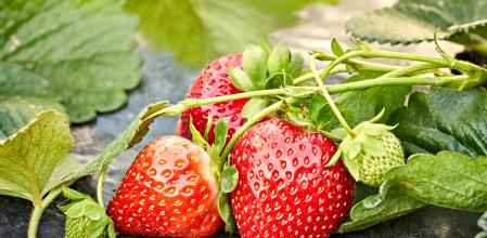 Tres fresas rojas en su planta