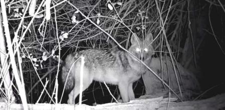 Captura de imagen de uno de los vídeos captados cerca de Zaragoza en los que se observa un ejemplar de chacal dorado   .