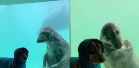 La tierna amistad entre un perro salchicha y una foca que conmueve