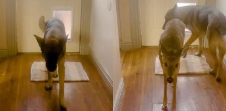 El perro se presenta con una cierva