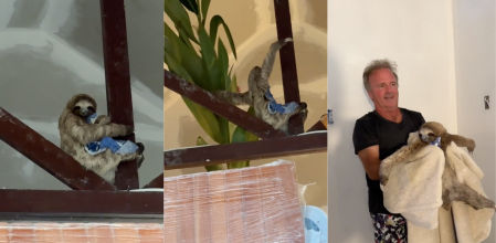 perezoso encaramado casa