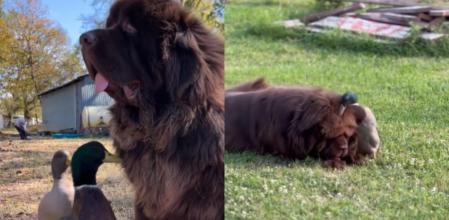 La amistad entre un perro y un pato enternece: 