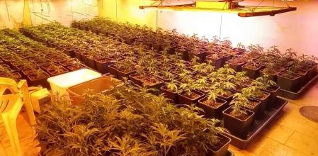 La plantación desmantelada por los Mossos en Gelida