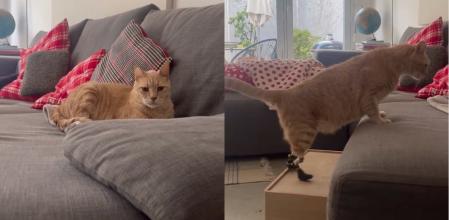 Vito es el gato biónico de Italia