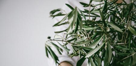 El olivo es uno de los árboles más populares para interiores.