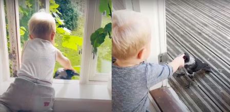 amistad cuervo niño