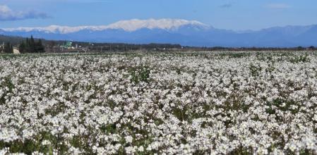 Los campos de 'caps blancs', el aliso de mar, brillan con el macizo del Canigó nevado de fondo.