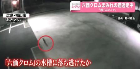 Alerta en Japón por un “gato tóxico” que cayó en productos cancerígenos en una fábrica y se escapó