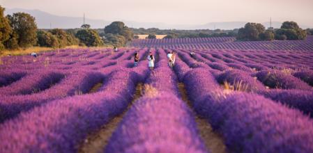Campos de lavanda de Brihuega, en La Alcarria