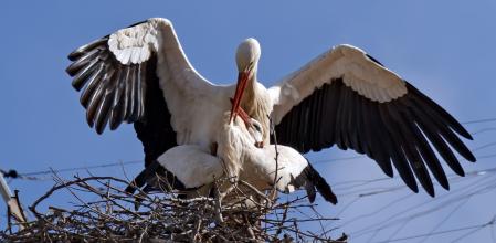 Pareja de cigüeñas en Torres de Segre.