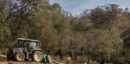 LAS CONSECUENCIAS DE LA SEQUIA ES EL COLAPSO QUE SUFREN LOS ARBOLES QUE SE ESTAN SECANDO POR LA FALTA DE LLUVIA. EN EL PARC DE COLLSEROLA SE ESTAN TALANDO PINO BLANCO QUE A PESAR DE SU RESISTENCIA TAMPOCO PUEDEN SOPORTAR LA FALTA DE AGUA TAN PROLONGADA. Tala de árboles secos en el parque de Collserola, por seguridad. Vallvidrera, 12 de Febrero de 2023