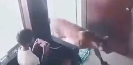 El niño viendo como el leopardo entra