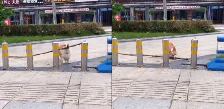 La divertida e ingeniosa forma en que un corgi pasa unos bolardos con un palo en la boca