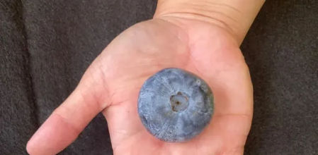 El arándano con el mayor tamaño del mundo.