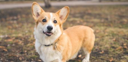 El Corgi es un perro adorable y lleno de energía con una historia fascinante