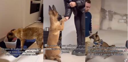 Mila tuvo una segunda oportunidad como perro policía.