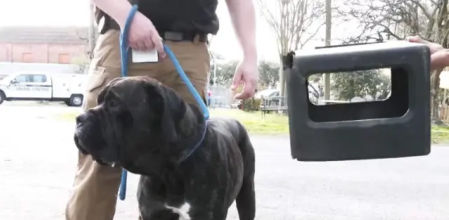 Liberan a Bear tras un año con la cabeza metida en una caja de plástico.