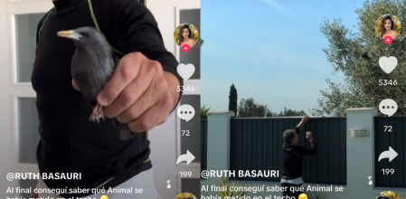 pajaro casa Ruth Basauri