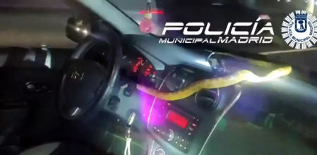 La serpiente se encontraba en el interior del coche