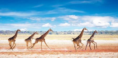 Jirafas en el Parque Nacional Etosha.