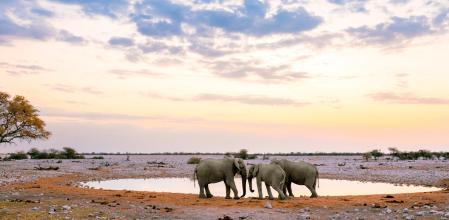 Elefantes en el Parque nacional Etosha en Namibia.