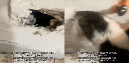 Este minino ha logrado salir de su cautiverio