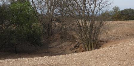 Reto visual: ¿Dónde está el conejo?