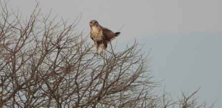 El águila culebrera.