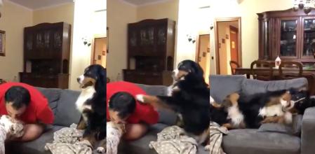 Un perro se muestra celoso por el amor que da su dueño a otro animal.