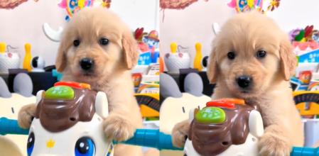 El pequeño can es una sensación en redes.