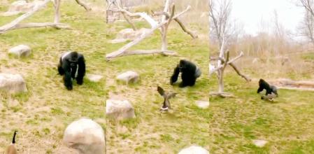 Un gorila huye de un ganso.