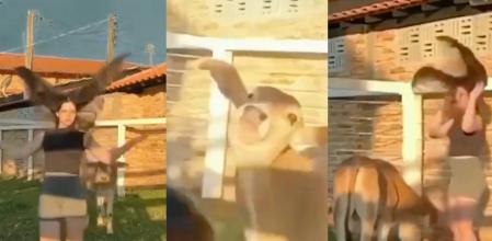 Una vaca imita a su dueña.