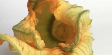 La mejor receta para rellenar tus flores de calabacín