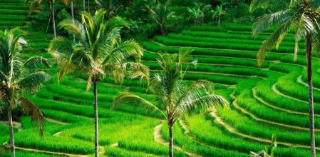 Selva tropical en Indonesia.