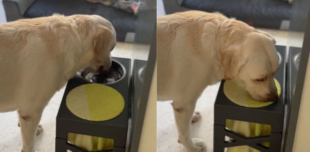 golden retriever seca agua