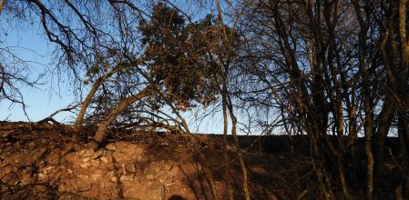 Reto visual: ¿Dónde está la luna?