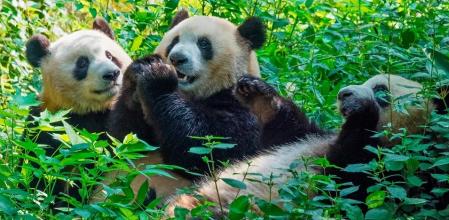 Osos panda en China.