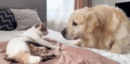 El perro se aproximó tiernamente hacia los gatitos