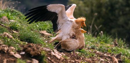 Pareja de alimoches apareándose.