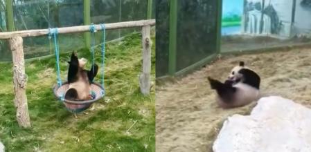 El panda ha pasado un día de lo más divertido.