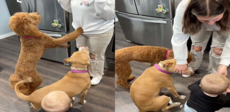 El tierno momento en el que un niño imita a sus perros