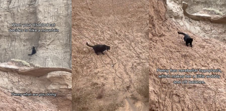 Se despistan un momento y ven a su gata discapacitada escalando el Gran Cañón del Colorado
