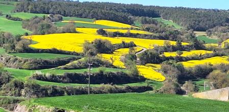 Campo de colza de Montmaneu.