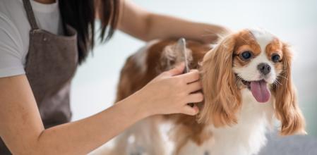 Una mujer cepillando a su perro.