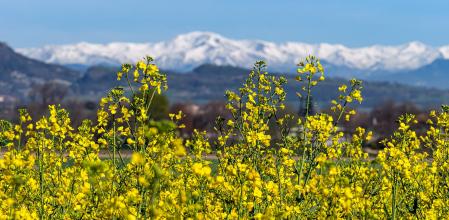 Colza en Gurb con el Puigmal nevado al fondo.