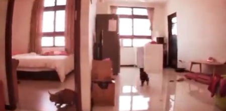 Los gatos intentaron buscar refugio ante el seísmo.