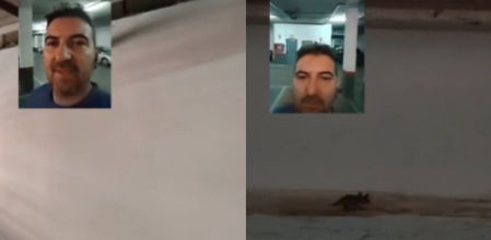 Lo que parecía ser una rata resultó ser algo bien distinto