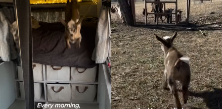 Esta cabrita ha conseguido salir adelante gracias a los grandes cuidados de su salvadora