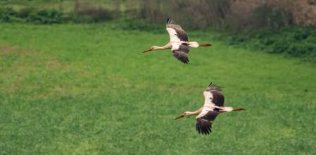 Cigüeñas afectadas por la lluvia de barro.