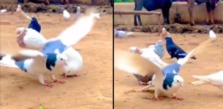 Las palomas volteadoras son una categoría fascinante dentro del mundo de las aves